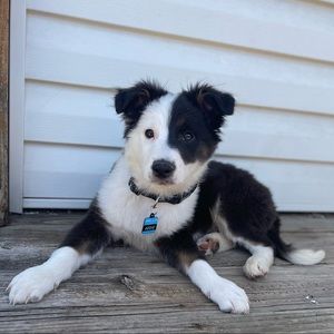 Meet your Posher, Saw